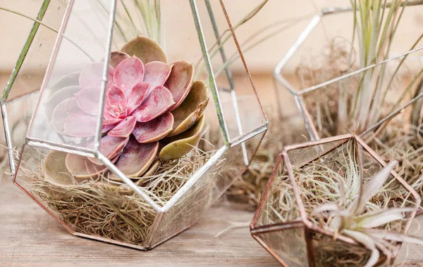 Tuin in glazen terrariums — Stockfoto