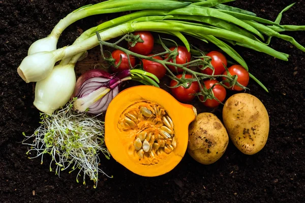 Färska ekologiska grönsaker — Stockfoto