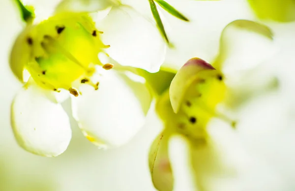 绿色春天的花朵 — 图库照片