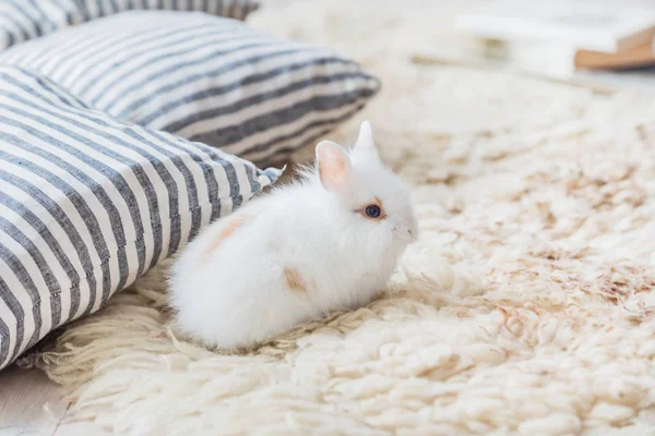 Ładny królik biały — Zdjęcie stockowe