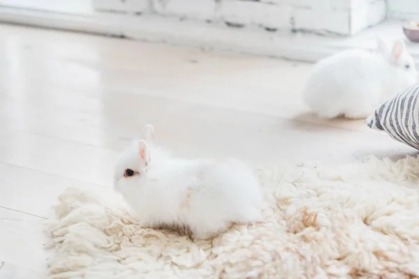 Lindos conejos blancos — Foto de Stock