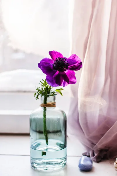Kwiat fioletowy Anemon — Zdjęcie stockowe