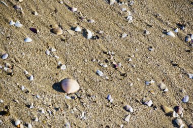Kumdaki deniz kabukları.
