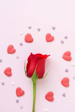 taze kırmızı gül