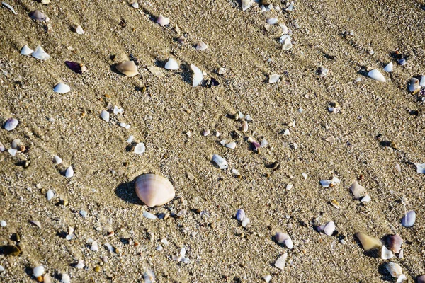 Conchiglie di mare sulla sabbia — Foto Stock