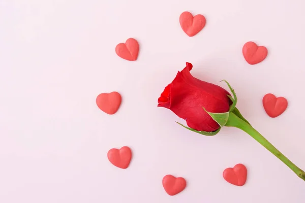 Fresh red rose — Stock Photo, Image