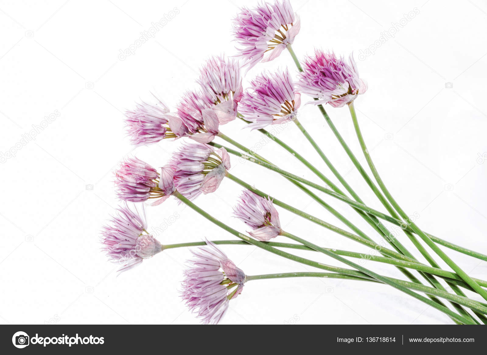 Bunch of onion flowers Stock Photo by ©Shebeko 136718614