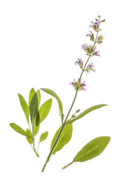 Taze yeşil adaçayı