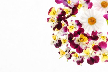 güzel homo çiçekler 