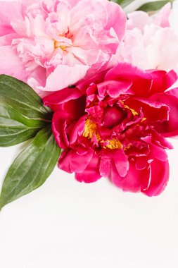 Şakayık çiçekleri yakın çekim