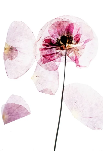 Flores secas de amapola — Foto de Stock
