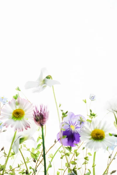 Bunch of spring flowers — Stock Photo, Image