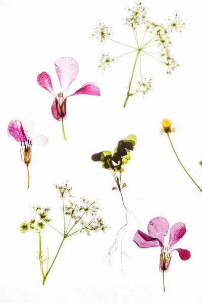 Mooie droge bloemen — Stockfoto