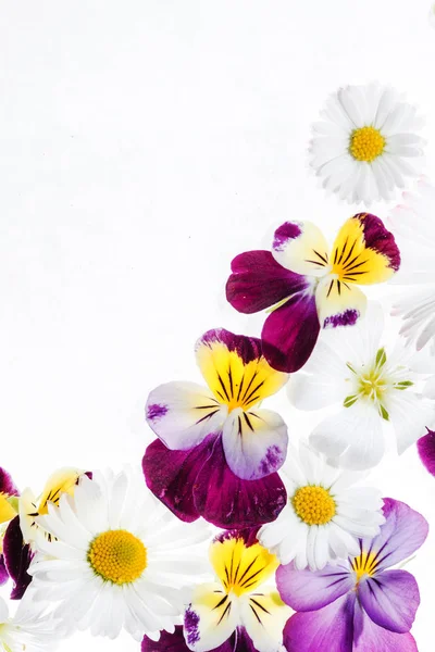 Flores de pansy y manzanilla — Foto de Stock