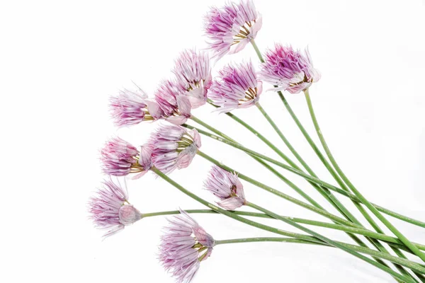 Bunch of onion flowers — Stock Photo, Image