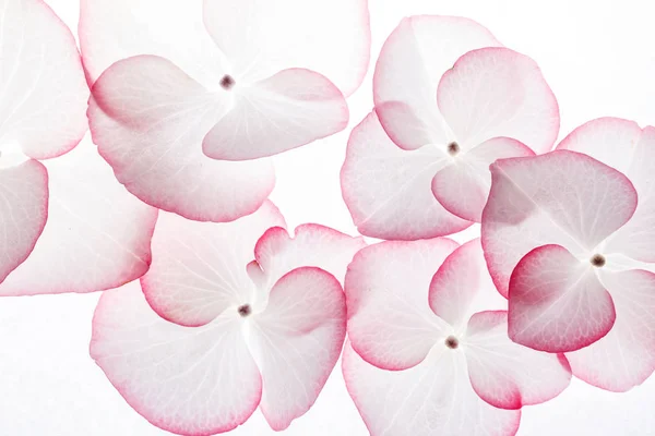 Flores de hortênsia rosa — Fotografia de Stock
