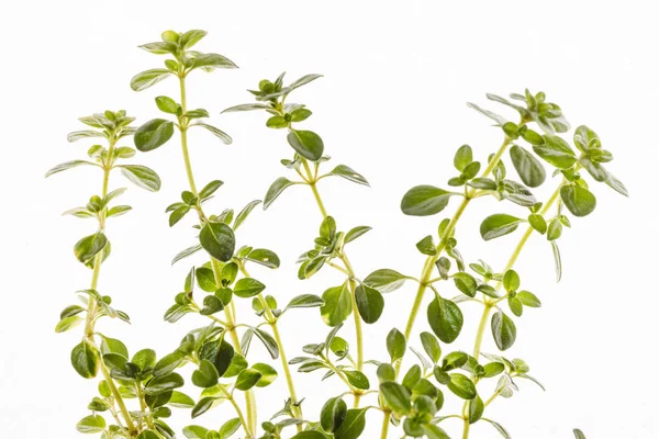 Bunch of fresh thyme — Stock Photo, Image