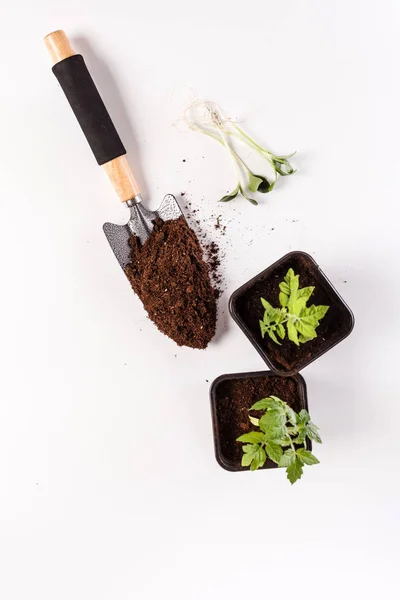 Young tomato seedlings — Stock Photo, Image