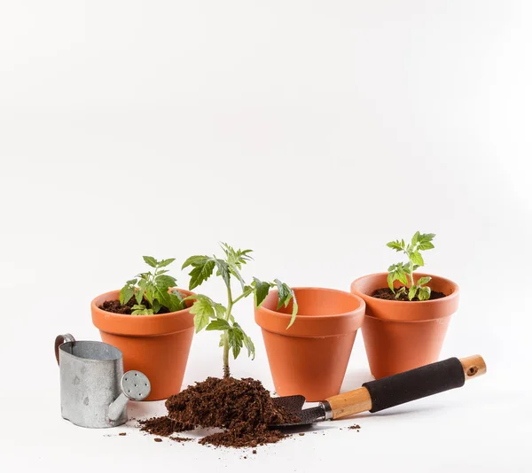 Young tomato seedlings — Stock Photo, Image