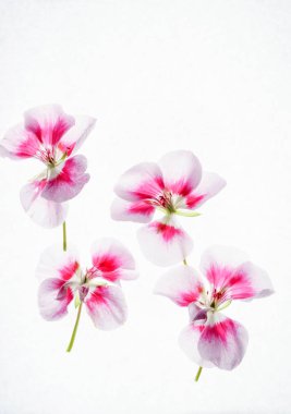 pink geranium flowers clipart