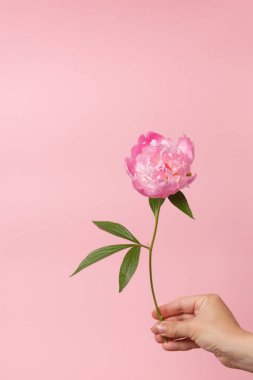 ihale pembe Şakayık    