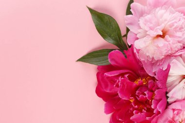 güzel pembe peonies