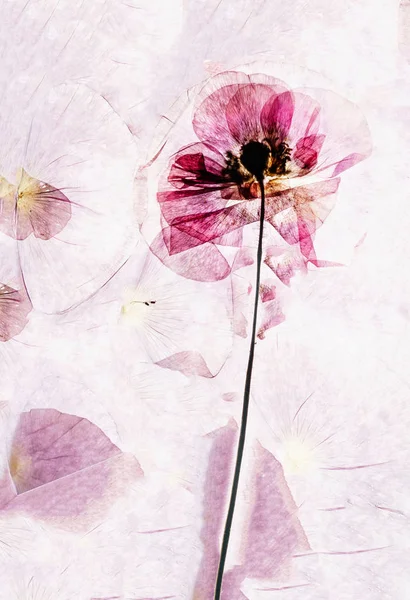 Dried Pressed Flowers Pink Royalty-Free Images, Stock Photos & Pictures