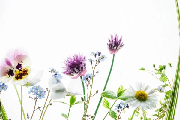 Beautiful summer flowers — Stock Photo, Image