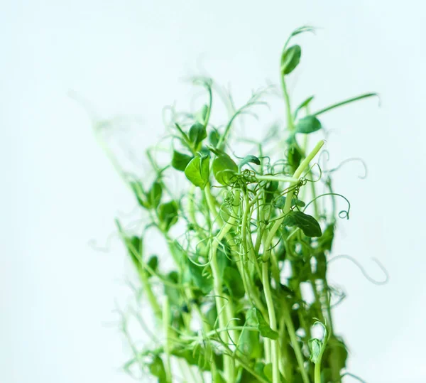 Organik bezelye lahanası