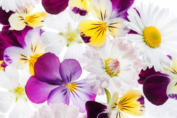 Flores de pansy e camomila — Fotografia de Stock