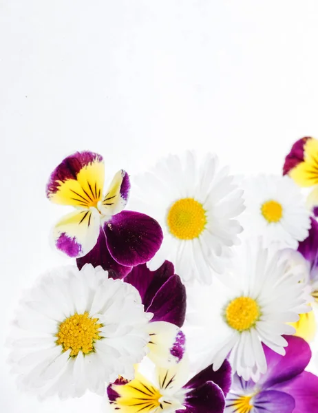 Pensé och kamomill blommor — Stockfoto