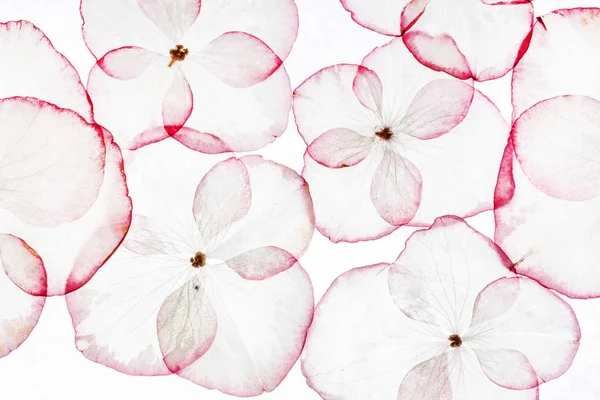 Inschrijving hortensia bloemblaadjes — Stockfoto