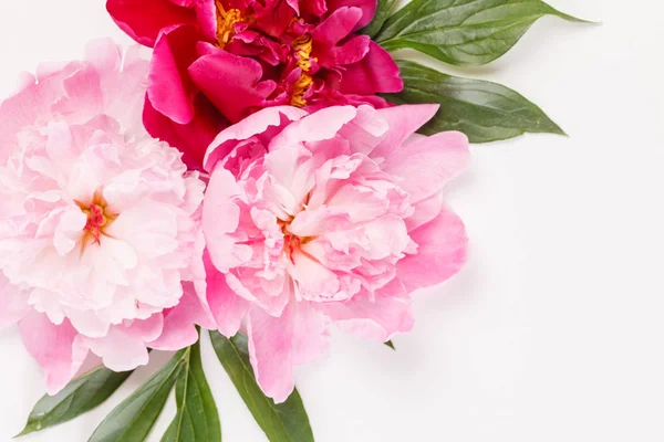 Fiori di peonia da vicino — Foto Stock