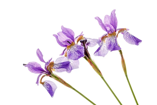 Güzel Iris çiçekler Stok Fotoğraf
