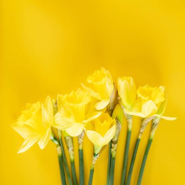 Sarı narsisli çiçekler