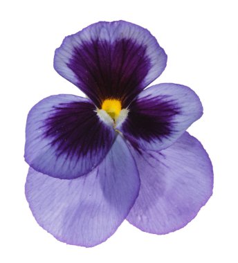 Menekşe homo çiçek