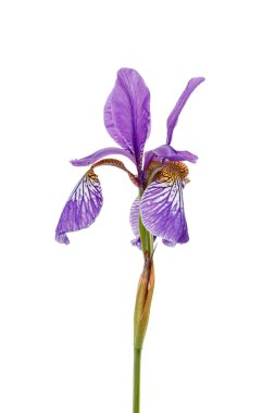 Tek iris çiçeği