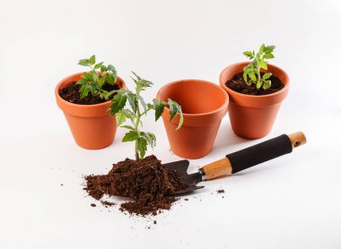 Young tomato seedlings  clipart