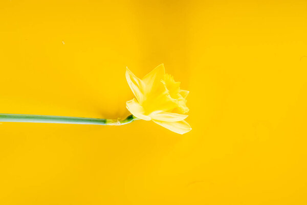 yellow narcissus flower 