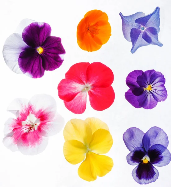 Flores de colores maricones —  Fotos de Stock