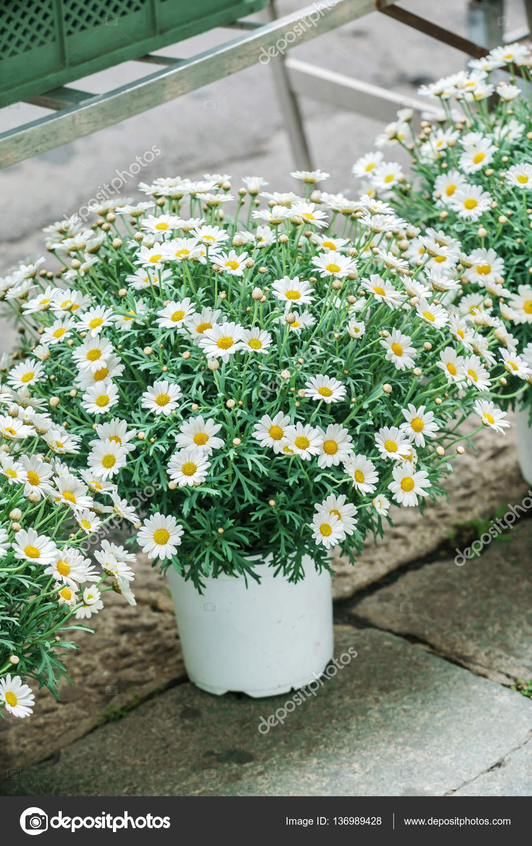 Nice daisies in pot Stock Photo by ©Shebeko 136989428