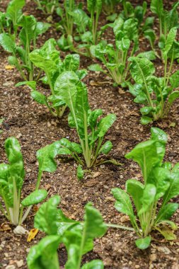 bahçede büyüyen pancar