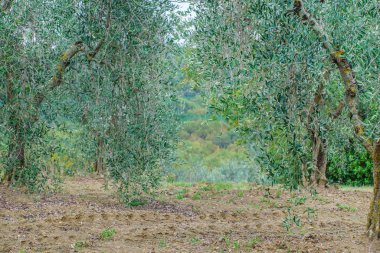 zeytin ağaçları Bahçe