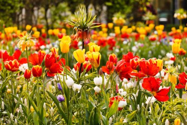 gün boyunca bahar bahçe 