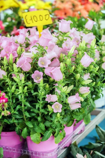 Rosafarbene Delphinium-Blüten in Töpfen — Stockfoto