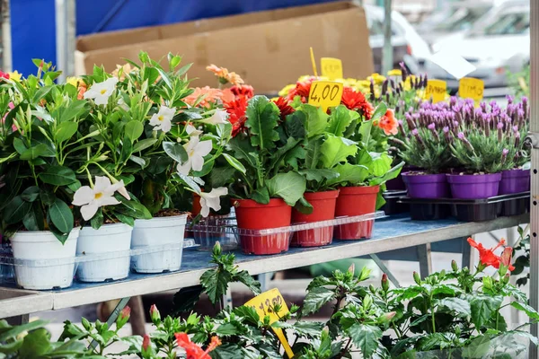 Flores en macetas que se venden en el mercado — Foto de Stock