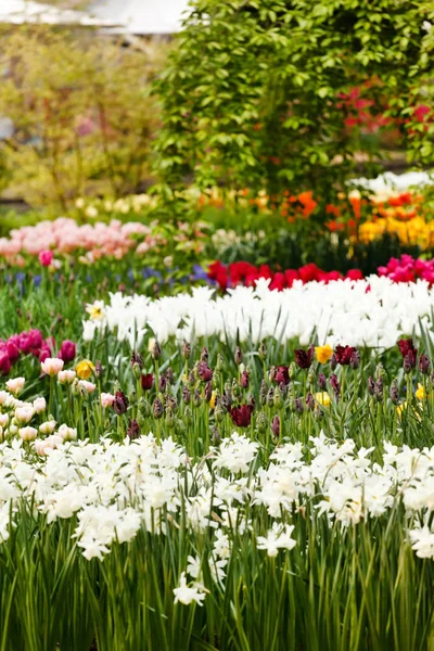 Flowers in sping garden — Stock Photo, Image