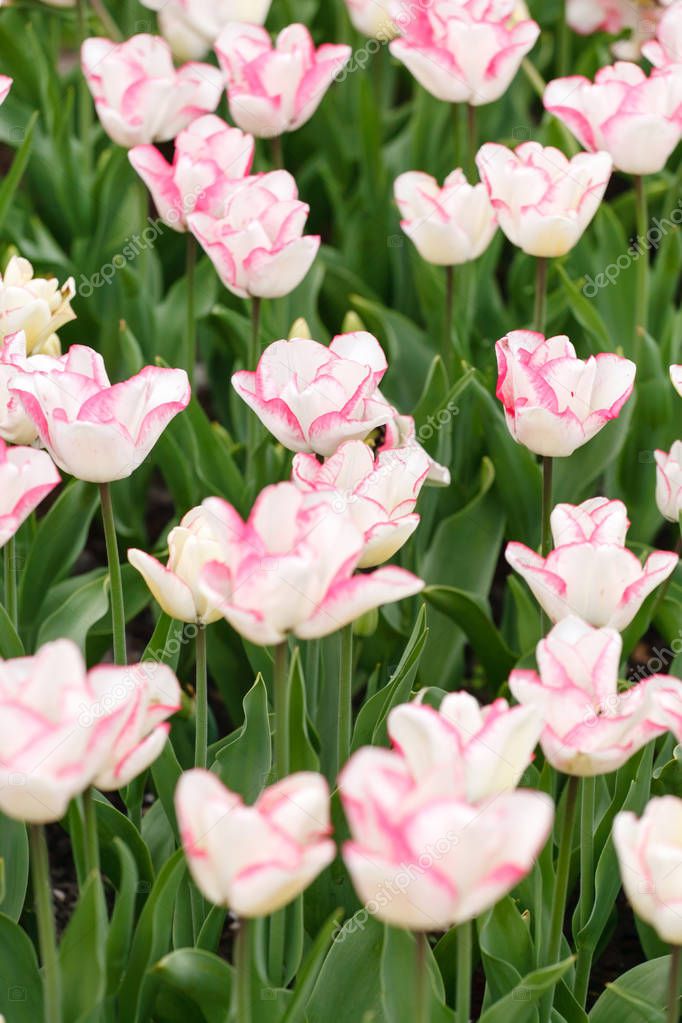 flowers in sping garden