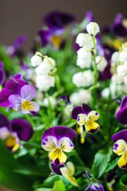 demet bahar çiçekleri