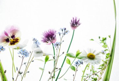 Güzel yaz çiçekleri